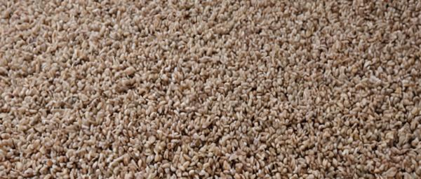 Clean carpet after professional cleaning showing restored appearance